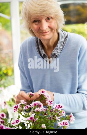 Eine lächelnde pensionierte Dame in einem blauen Pullover tendiert zu Geranie-Blumen Stockfoto