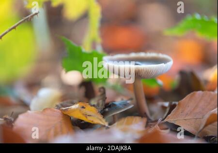 Pilz in einer bunten Herbstumgebung von gefallenen Blättern gebildet Stockfoto