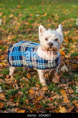 Peebles, Scottish Borders, Großbritannien. November 2020. Großbritannien Schottland, Großbritannien Wetter Jock, der acht Jahre alte West, West Highland Terrier, sieht in seiner warmen, gestrickten Tartan-Jacke, die von seiner Oma gestrickt wurde, Dandy aus. Warm halten, da das Wochenende mit viel Herbstlaub windig werden sollte. Quelle: phil wilkinson/Alamy Live News Stockfoto