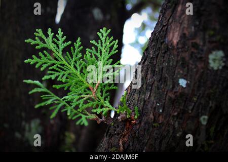 Neues Leben ist aus der rauen, dunklen, alten Rinde dieses immergrünen Baumes mit Flechten gekeimt. Stockfoto