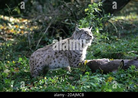 EUROPÄISCHER LUCHS FELIS LUCHS, ERWACHSEN MIT ROE-HIRSCH-TÖTUNG Stockfoto