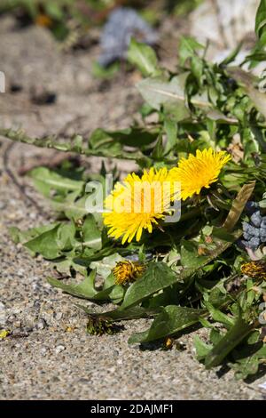 Vertikale selektive Fokusaufnahme von Löwenzahn Stockfoto