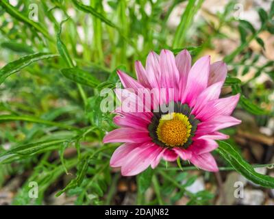 Pink Gazania Rigens oder Treasure Talent G. splendens, lila Blüte. Tagesanbruch Pink Shades Gazania, Gänseblümchen wie Blume ist Pflanze in der Familie der Asteraceae Stockfoto