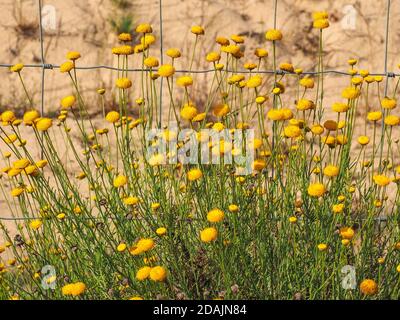 Oncosiphon grandiflorum oder Matricaria gelbe Blüten ohne Blütenblätter, goldene Knöpfe kein Strahl. Krautige, blühende Pflanze der Aster-Familie Asteraceae Stockfoto