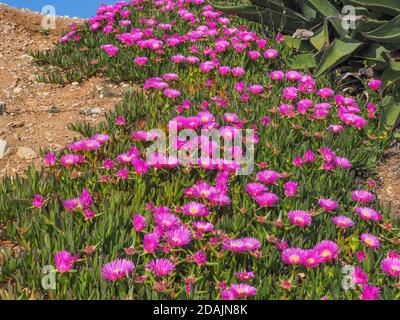 Blumenhintergrund. Feld von rosa blühenden Meer Feigenblüten. Carpobrotus chilensis, gemahlene Kriechpflanze mit saftigen Blättern in der Familie Aizoaceae. Stockfoto