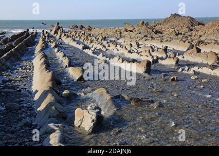 Blick auf die Felsvorsprünge am Welcombe Mouth Beach Die Grenze zwischen Devon und Cornwall Stockfoto