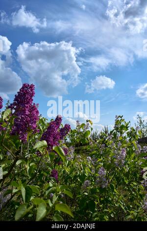 Büsche von Fliedern blühen bunt am Himmel mit Wolken Stockfoto