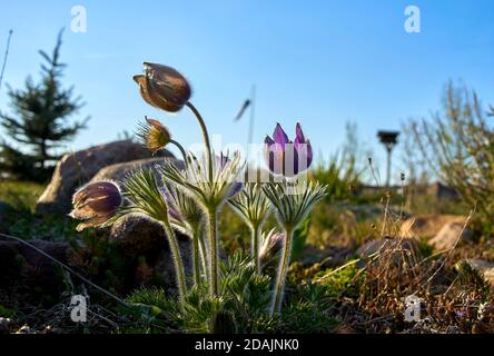 Blühende Blüten von lila pasque Blume im Frühlingsgarten Stockfoto