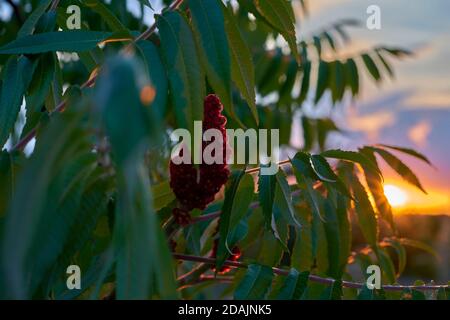 Sumac Blume in den Strahlen der untergehenden Sonne. Sumac Strauch Acacia Rhus typhina Stockfoto
