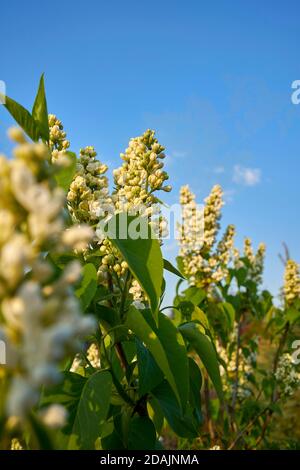 Weiße Fliederblütenknospen im Frühling Stockfoto