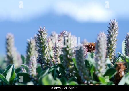 Blühende arktische salix Stockfoto