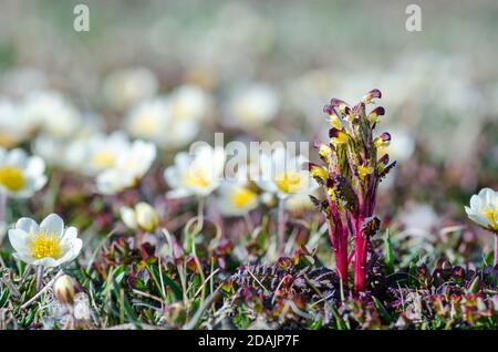 Blühender, flammengetippter Lusewort Stockfoto