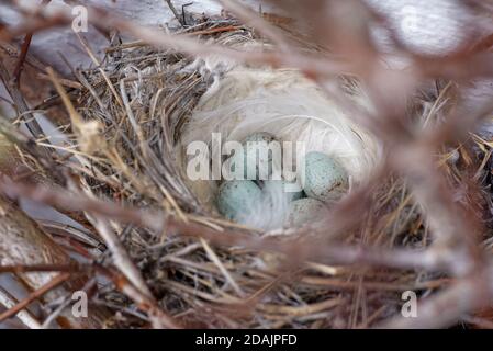 blauen Eiern Stockfoto
