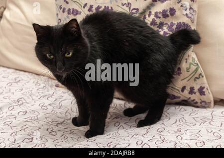 Schwarz schöne Kurilian Bobtail Katze steht auf dem Sofa Stockfoto