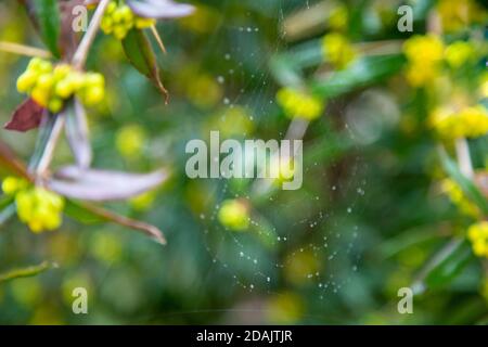 Morgentau strahlendes Wasser tropft auf einem Spinnennetz über einem grünen Waldhintergrund. Spinnennetz oder Spinnennetz mit Wassertropfen nach Regen gegen grünes Bokeh Stockfoto