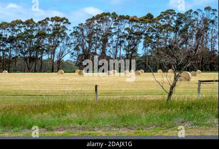 Gerollte Heuballen in einer Farm Paddock in Margaret River Western Australia. Stockfoto