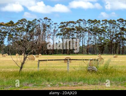 Gerollte Heuballen in einer Farm Paddock in Margaret River Western Australia. Stockfoto