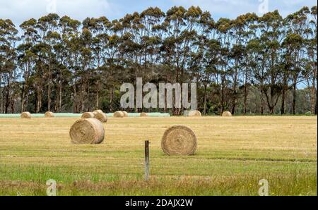 Gerollte Heuballen in einer Farm Paddock in Margaret River Western Australia. Stockfoto