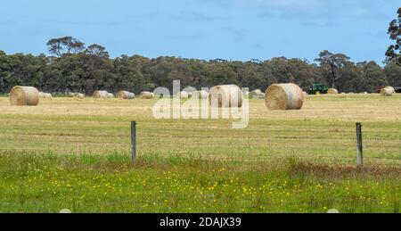 Gerollte Heuballen in einer Farm Paddock in Margaret River Western Australia. Stockfoto