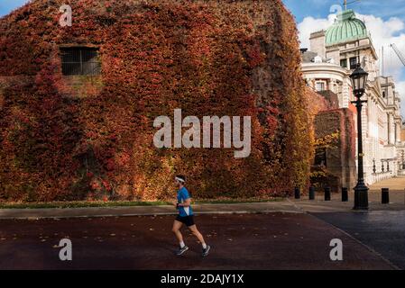 London, Großbritannien. 13. November 2020. UK Weather - EIN Läufer kommt an der farbenfrohen Schau des Virginia Creeper vorbei, der die Mauer der Admiralty Citadel, einer ehemaligen Festung aus dem Zweiten Weltkrieg, in der Horse Guards Parade neben dem St. James's Park bedeckt. Kredit: Stephen Chung / Alamy Live Nachrichten Stockfoto