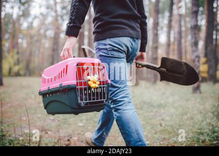 Thema ist der Tod des Haustieres. Rückansicht des Mannes, der entlang Waldweg geht und Schaufel in einer Hand zum Graben Grab trägt, und in anderen Transportbox mit Stockfoto