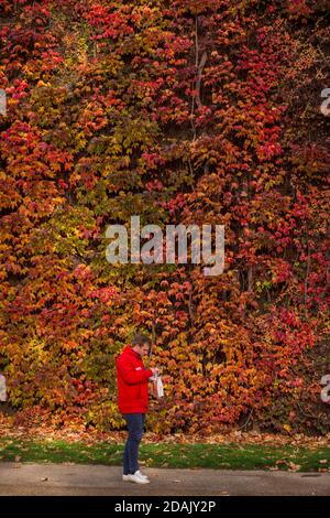 London, Großbritannien. 13. November 2020. UK Weather - EIN Mann kommt an der farbenfrohen Schau des Virginia Creeper vorbei, der die Mauer der Admiralty Citadel, einer ehemaligen Festung aus dem Zweiten Weltkrieg, in der Horse Guards Parade neben dem St. James's Park bedeckt. Kredit: Stephen Chung / Alamy Live Nachrichten Stockfoto