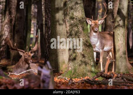 Duelmen, NRW, Deutschland. November 2020. Zwei Damwild (dama dama) Böcke (Männchen) scheinen alle ihre Luken aus der Brunftzeit begraben zu haben und entspannen sich nun friedlich zusammen. Gruppen von Damwild und Rotwild wandern frei in einem halb-wilden Wald und Waldlandschaft im Duelmen Nature Reserve. Kredit: Imageplotter/Alamy Live Nachrichten Stockfoto