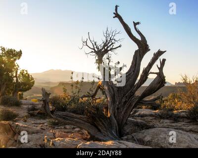 Ein toter Wacholder aus Utah, hinten beleuchtet von den Strahlen der aufgehenden Sonne, im Archers National Park, Utah, USA Stockfoto