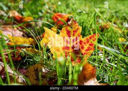 Ahornblatt mit bunter Herbstfärbung auf einer Wiese Stockfoto