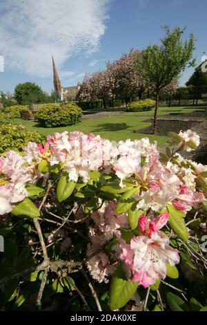 Girvan Orchard Park Spring, Ayrshire, Schottland, Großbritannien . Orchard Gardens sind wunderschöne Gärten mit krautigen Rändern, formellen Teich und formalen Blumenbeeten, die immer voller Farbe sind die umgebende Wand bietet Schutz vor der Küstenbrise, während die Sonne immer einen Weg in! Das macht den Garten zum perfekten Ort zum Ausruhen, Lesen oder einfach nur die Wärme der Sonne genießen. Stockfoto