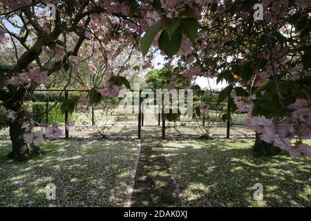 Girvan Orchard Park Spring, Ayrshire, Schottland, Großbritannien . Orchard Gardens sind wunderschöne Gärten mit krautigen Rändern, formellen Teich und formalen Blumenbeeten, die immer voller Farbe sind die umgebende Wand bietet Schutz vor der Küstenbrise, während die Sonne immer einen Weg in! Das macht den Garten zum perfekten Ort zum Ausruhen, Lesen oder einfach nur die Wärme der Sonne genießen. Stockfoto