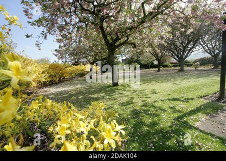 Girvan Orchard Park Spring, Ayrshire, Schottland, Großbritannien . Orchard Gardens sind wunderschöne Gärten mit krautigen Rändern, formellen Teich und formalen Blumenbeeten, die immer voller Farbe sind die umgebende Wand bietet Schutz vor der Küstenbrise, während die Sonne immer einen Weg in! Das macht den Garten zum perfekten Ort zum Ausruhen, Lesen oder einfach nur die Wärme der Sonne genießen. Stockfoto