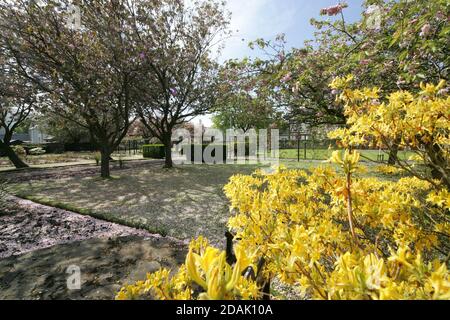 Girvan Orchard Park Spring, Ayrshire, Schottland, Großbritannien . Orchard Gardens sind wunderschöne Gärten mit krautigen Rändern, formellen Teich und formalen Blumenbeeten, die immer voller Farbe sind die umgebende Wand bietet Schutz vor der Küstenbrise, während die Sonne immer einen Weg in! Das macht den Garten zum perfekten Ort zum Ausruhen, Lesen oder einfach nur die Wärme der Sonne genießen. Stockfoto