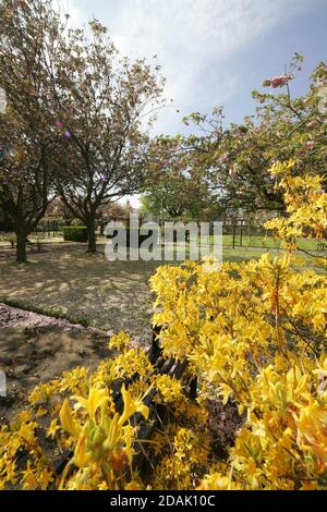 Girvan Orchard Park Spring, Ayrshire, Schottland, Großbritannien . Orchard Gardens sind wunderschöne Gärten mit krautigen Rändern, formellen Teich und formalen Blumenbeeten, die immer voller Farbe sind die umgebende Wand bietet Schutz vor der Küstenbrise, während die Sonne immer einen Weg in! Das macht den Garten zum perfekten Ort zum Ausruhen, Lesen oder einfach nur die Wärme der Sonne genießen. Stockfoto