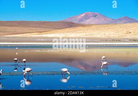 Wunderschöne Lagune in Salar de Uyuni, Bolivien. Ein Paradies für Wildtiere wie Lamas, Alpakas und Flamingos Stockfoto