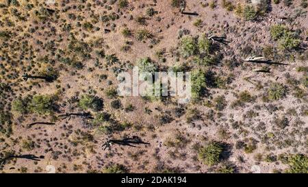 Drohnenansicht eines Kaktusfeldes in Phoenix Arizona Stockfoto