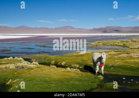 Wunderschöne Lagune in Salar de Uyuni, Bolivien. Ein Paradies für Wildtiere wie Lamas, Alpakas und Flamingos Stockfoto