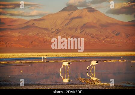 Wunderschöne Landschaften von den Altiplanos bei san pedro de atacama Stockfoto