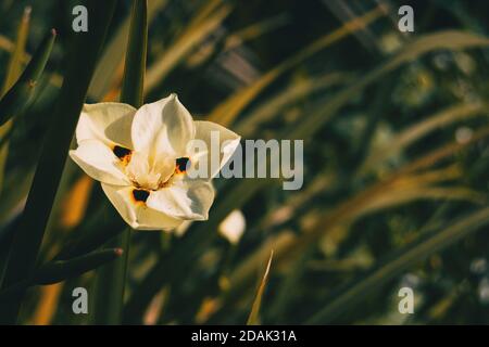 Nahaufnahme einer weißen Blume von dietes bicolor mit einem Unfokussierter Hintergrund Stockfoto