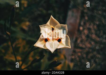 Detail des Musters der Blütenblätter eines weißen dietes bicolor Blume im Bild zentriert Stockfoto