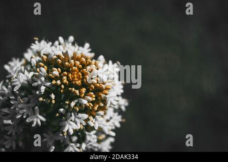 Nahaufnahme eines runden Strausses weißer Blüten von Centranthus Ruber auf einem neutralen Hintergrund Stockfoto