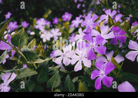 Nahaufnahme von vielen lila und weißen Blüten vinca Major wächst in der Natur Stockfoto
