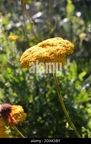 Gelbe Achillea filipendulina 'Tuch aus Gold' (Yarrow) Blume in einer Grenze bei RHS Garden Harlow Carr, Harrogate, Yorkshire, England, Großbritannien angebaut. Stockfoto