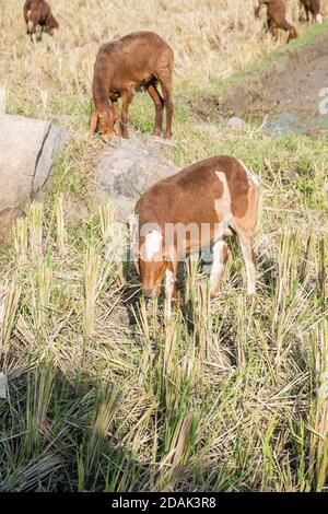 Schafe im Reisfeld Stockfoto