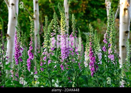 Digitalis purpurea, Fuchshandschuh, Fuchshandschuhe, Baumhain, Betula pendula, Silberbirke, Waldgarten, Gärten, Sonnenaufgang, Stand von Bäumen, schattigen, schattigen Garten, RM Flo Stockfoto