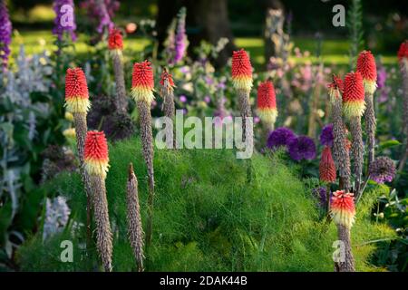 Kniphofia Uvaria, rote Hot Pokers, frühe Blüte, Allium lila Sensation, lila Allium, gemischte Pflanzung Schema, Garten, Gärten, RM Blumen Stockfoto