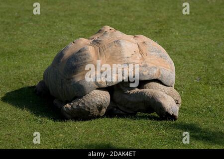 Aldabra Riesenschildkröte, die Gras im Cotswold Wildlife Park frisst Stockfoto