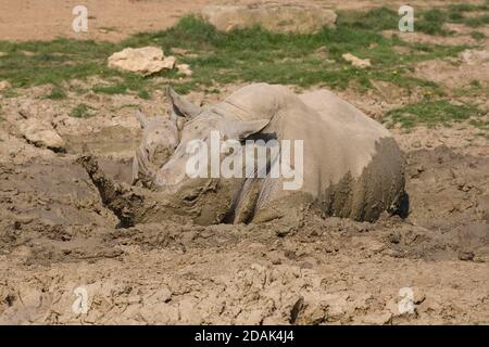 Erwachsene weiße Nashorn genießen Schlammbad im Cotswold Wildlife Park Stockfoto