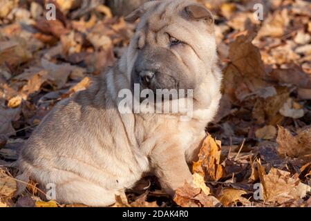 Welpe Shar-pei sitzt auf dem Herbstlaub. Drei Monate alt. Haustiere. Stockfoto