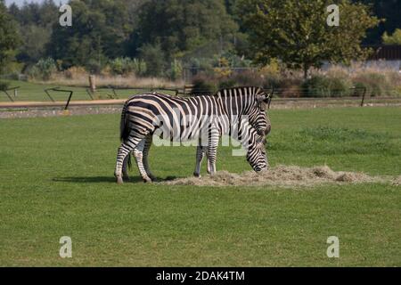 Zwei Chapman's Zebra essen Heu in ihrem Paddock in Cotswold Wildpark Stockfoto